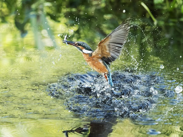 Fishing Common kingfisher (Alcedo atthis) emerging with a fish
