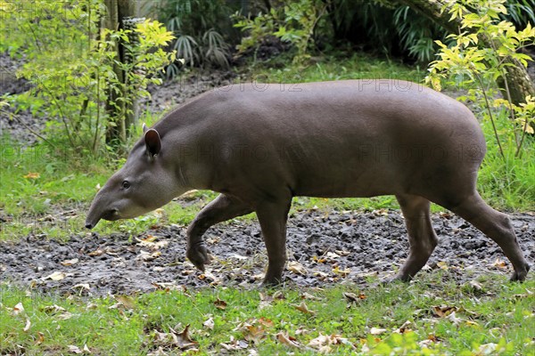 Lowland tapir (Tapirus terrestris)