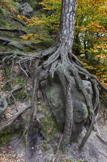 Reef pine clings to rocks