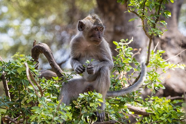 Crab eating macaque (Macaca fascicularis) or Javan monkey