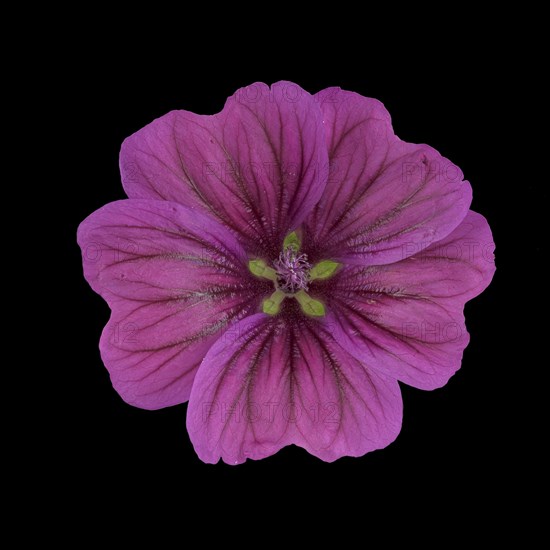 Moroccan wild mallow (Malva sylvestris subsp. subacaulis)