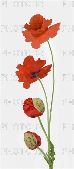 Poppy flowers (Papaver rhoeas)