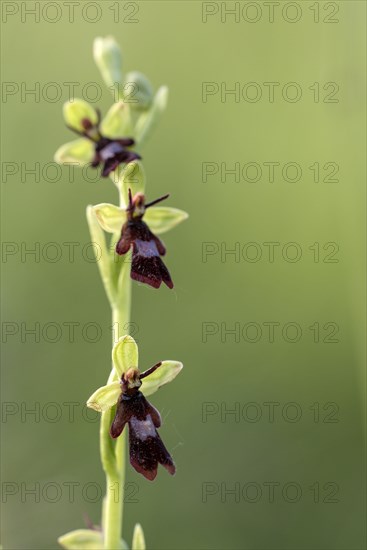 Fly orchid (Ophrys insectifera)