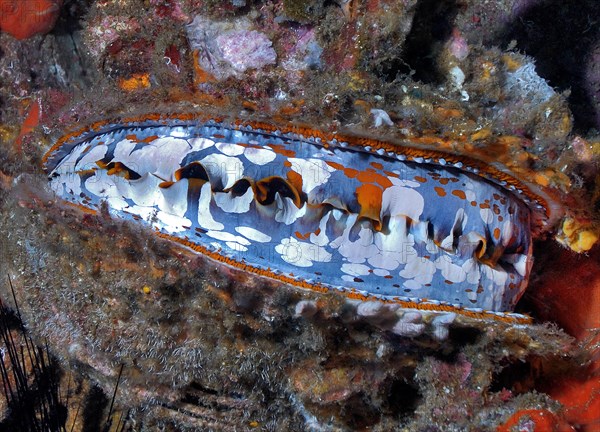 Variable spiny oyster (Spondylus varius)