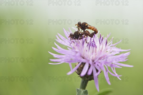 Sicus ferrugineus (Sicus ferrugineus)