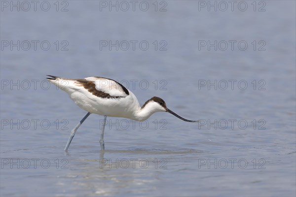 Black capped avocet (Recurvirostra avosetta)