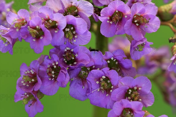 Bergenia