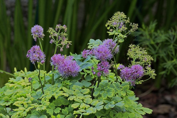 Columbine greater meadow rue (Thalictrum aquilegiifolium)