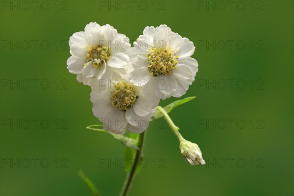 Fine leaved water dropwort (Oenanthe aquatica)