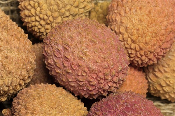 Lychee (Litchi chinensis)