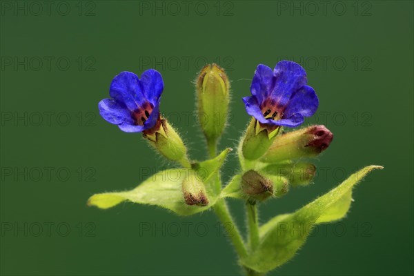 Common lungwort (Pulmonaria officinalis)