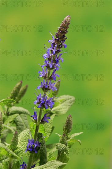 Woodland sage (Salvia nemorosa)