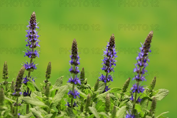 Woodland sage (Salvia nemorosa)