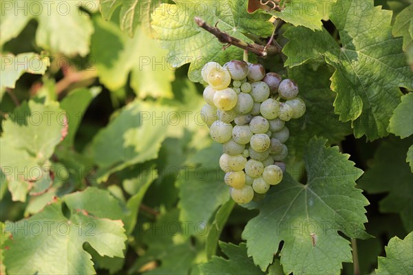 Grape vine (Vitis vinifera)