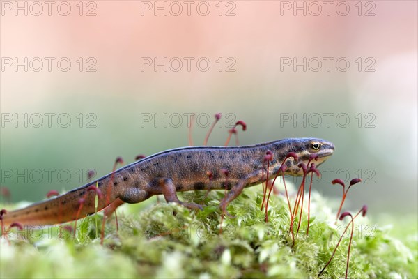 Common newt (Lissotriton vulgaris) in the moss