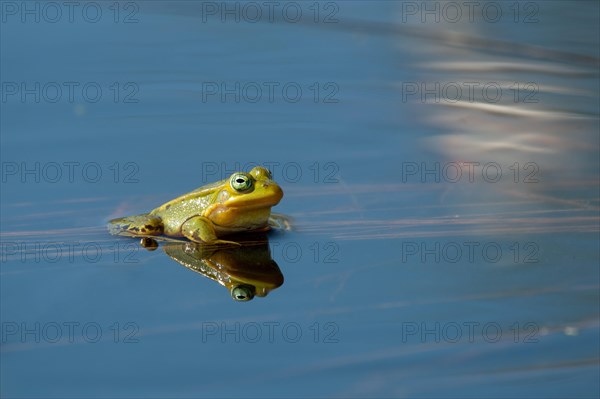 Pool frog (Rana lessonae)