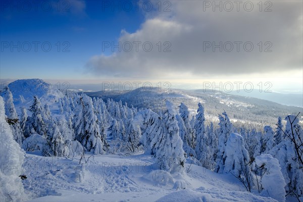 Snow-covered spruces