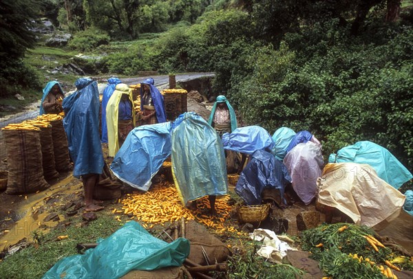 Carrot cleaning on a Rainy day (Monsoon) at Ooty