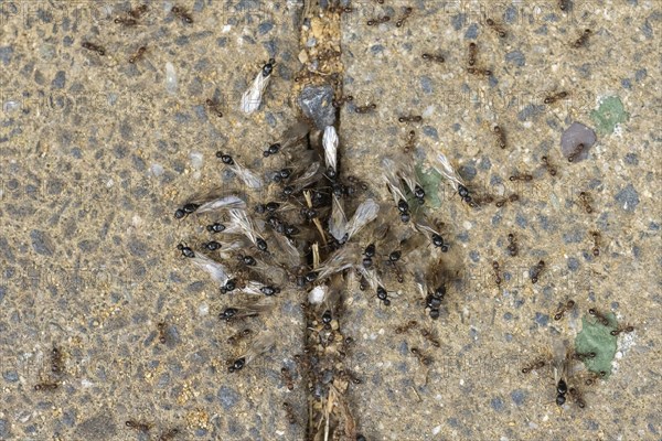 Ants swarm out of the burrow for the nuptial flight