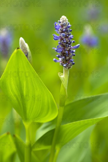 Pickerelweed (Pontederia cordata)