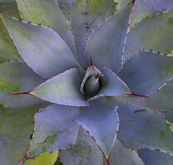 Aloes (Aloe)