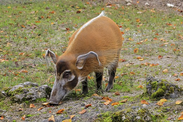 Brush-eared pig (Potamochoerus porcus pictu)