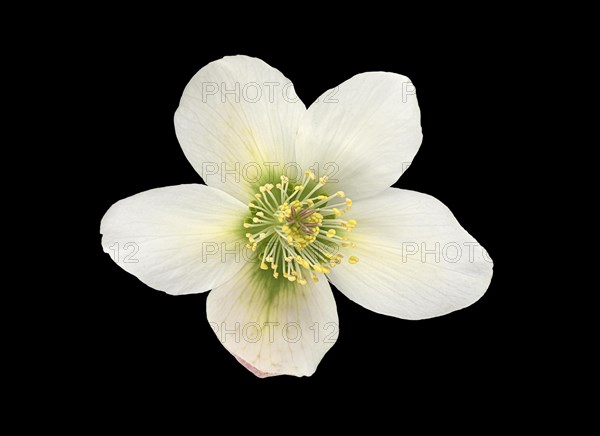 Oriental hellebore (Helleborus orientalis)