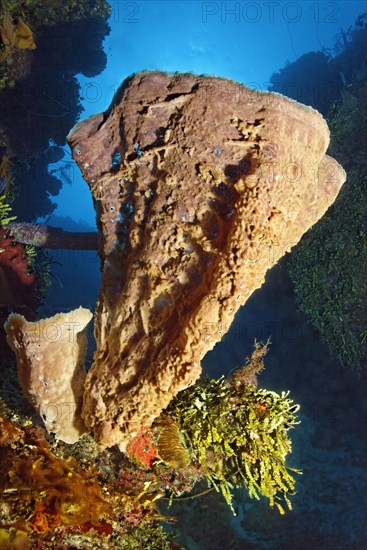 Pink vase sponge (Niphates digitalis)