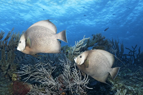 Gray angelfish (Pomacanthus arcuatus)