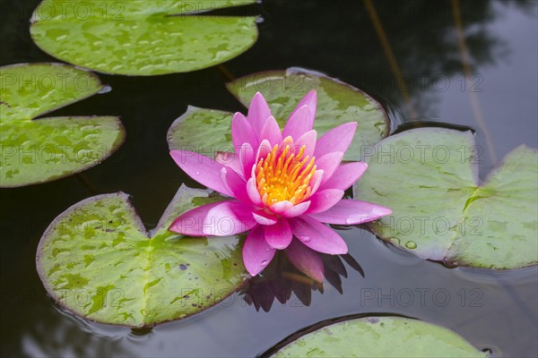 Pink water lily (Nymphaea Pink)