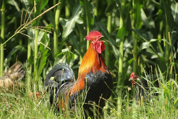 Domestic Chicken (Gallus gallus domesticus) organic