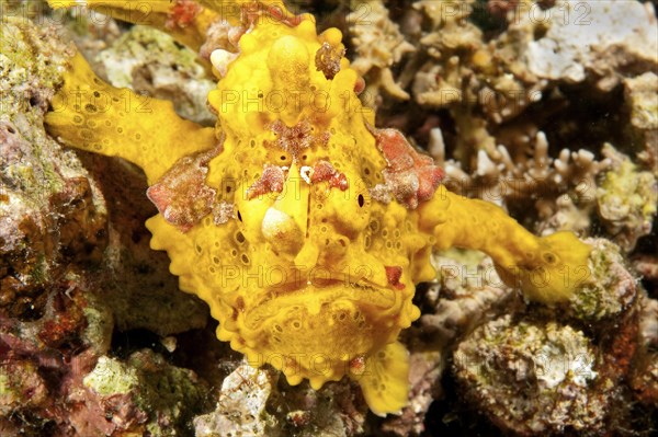 Warty frogfish (Antennarius maculatus)