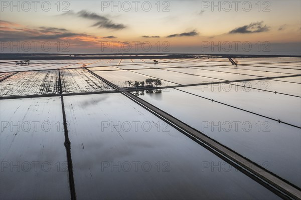 Flooded rice fields in May at daybreak