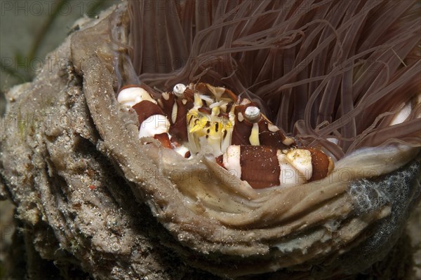 Harlequin swimming crab (Lissocarcinus laevis)