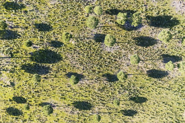 Stone or Umbrella (Pinus pinea) pines in the uplands of the Huelva province