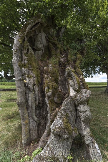 1000 year old tree trunk of a large leaved linden (Tilia platyphyllos)