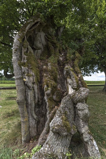 1000 year old tree trunk of a large leaved linden (Tilia platyphyllos)