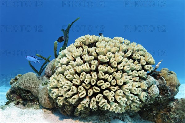 Smooth flower coral (Eusmilia fastigiata)