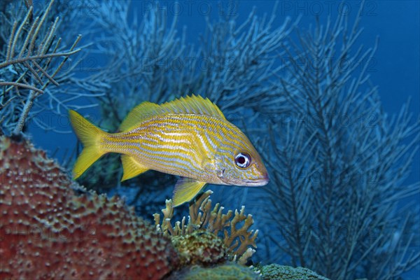 French grunt (Haemulon flavolineatum)