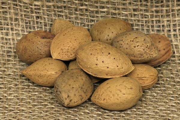 Almond tree (Prunus dulcis)