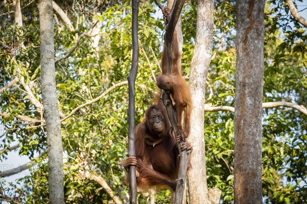 Bornean orangutan (Pongo pygmaeus) climbing tree