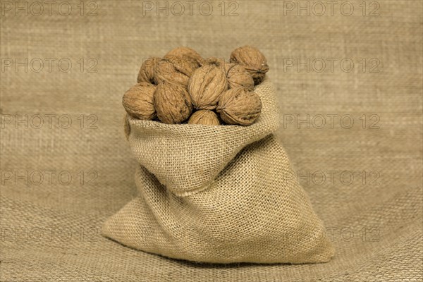 Persian walnut (Juglans regia)