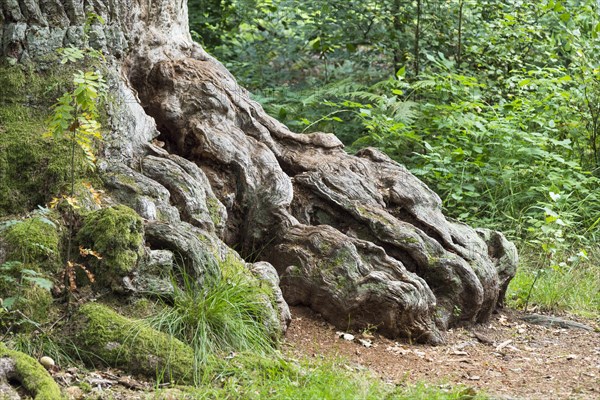 Root of an old oak