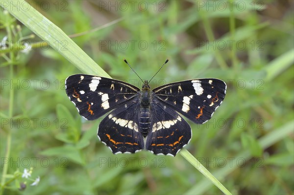 Map butterfly (Araschnia levana)