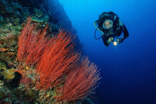 Diver looking at and illuminating Red whip coral (Ellisella ceratophyta)