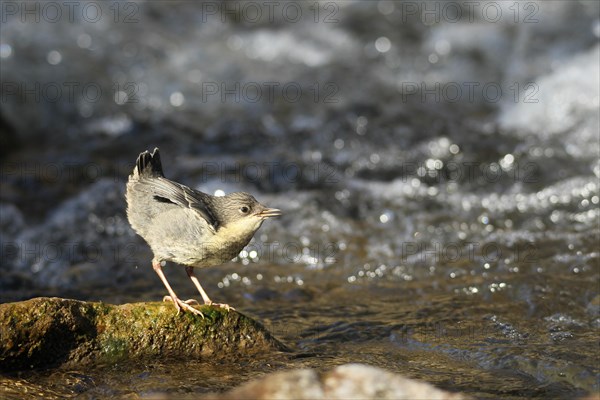 White breasted dipper (Cinclus cinclus) almost fledged young bird on foaming mountain stream