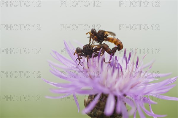 Sicus ferrugineus (Sicus ferrugineus)