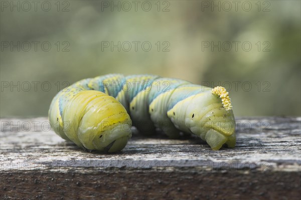 Caterpillar of the Death's head hawkmoth (Acherontia atropos)