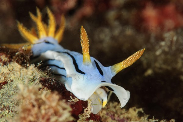 Diana's Chromodoris (Chromodoris dianae)