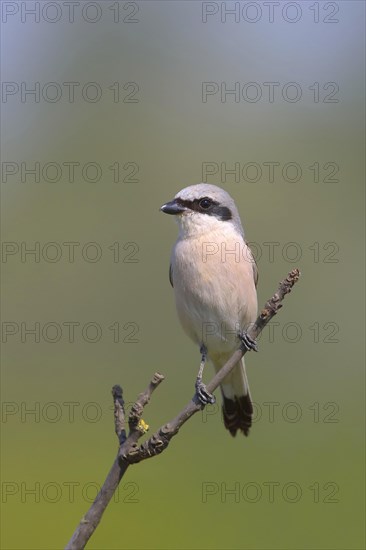 Red-backed Shrike (Canius collurio) male on perch